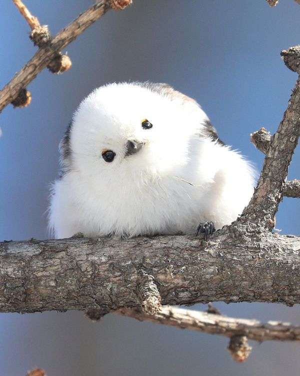 鳥カフェ(⊙ө⊙)倶楽部part6