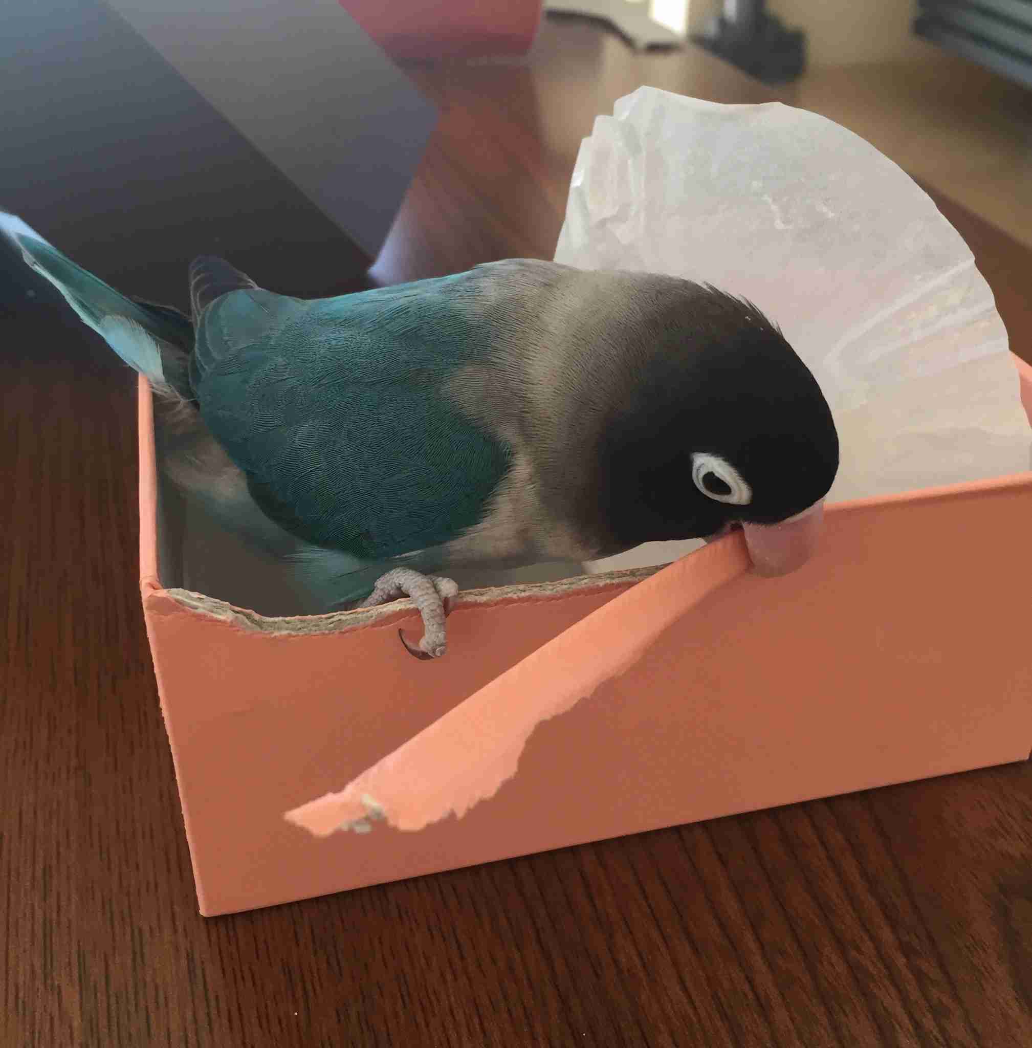 鳥カフェ(⊙ө⊙)倶楽部part6