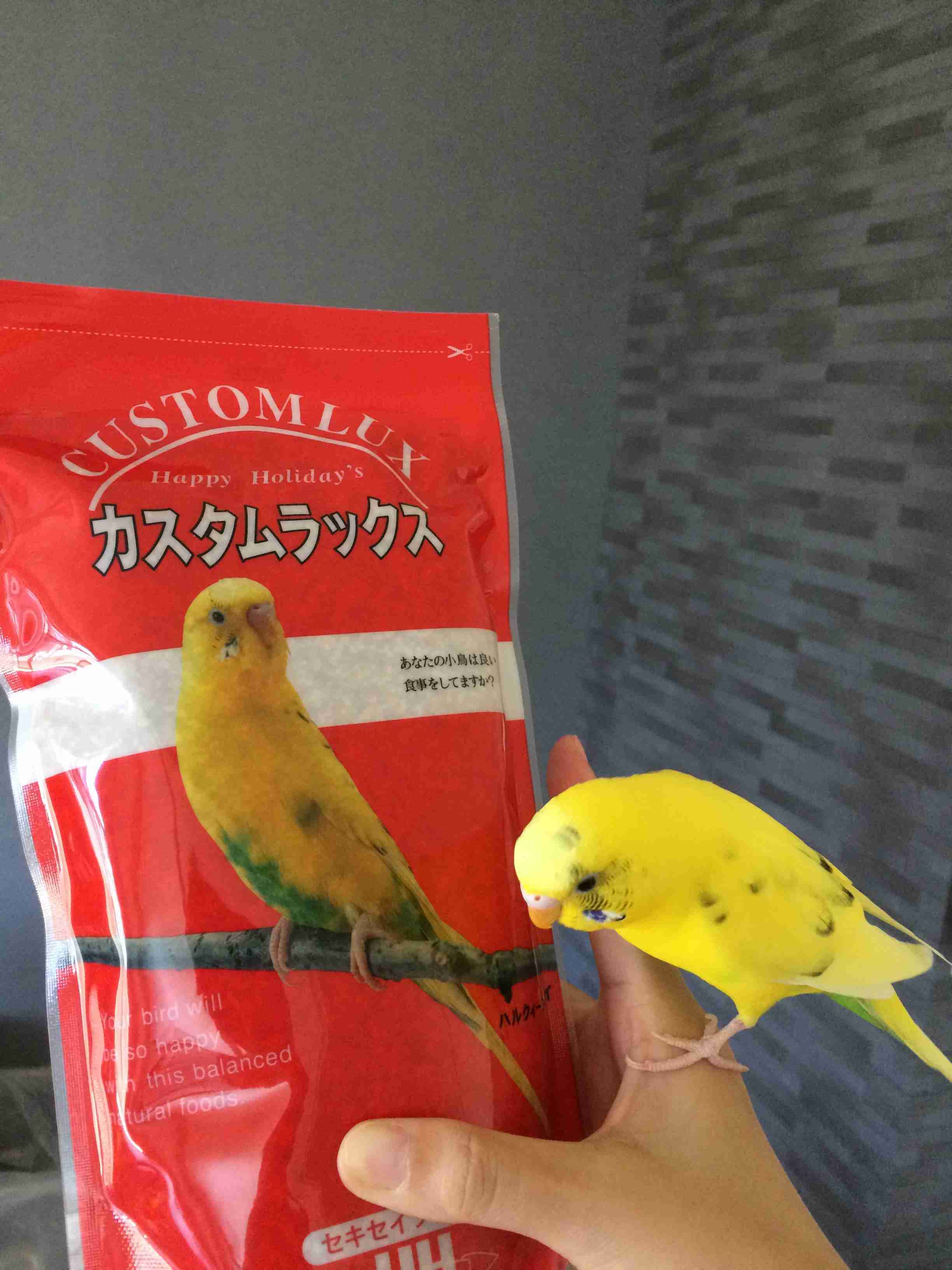 鳥カフェ(⊙ө⊙)倶楽部part6