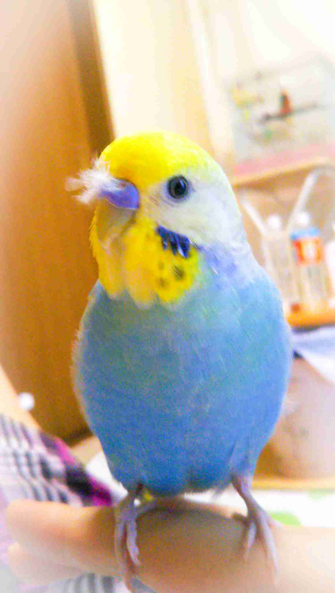 鳥カフェ(⊙ө⊙)倶楽部part6