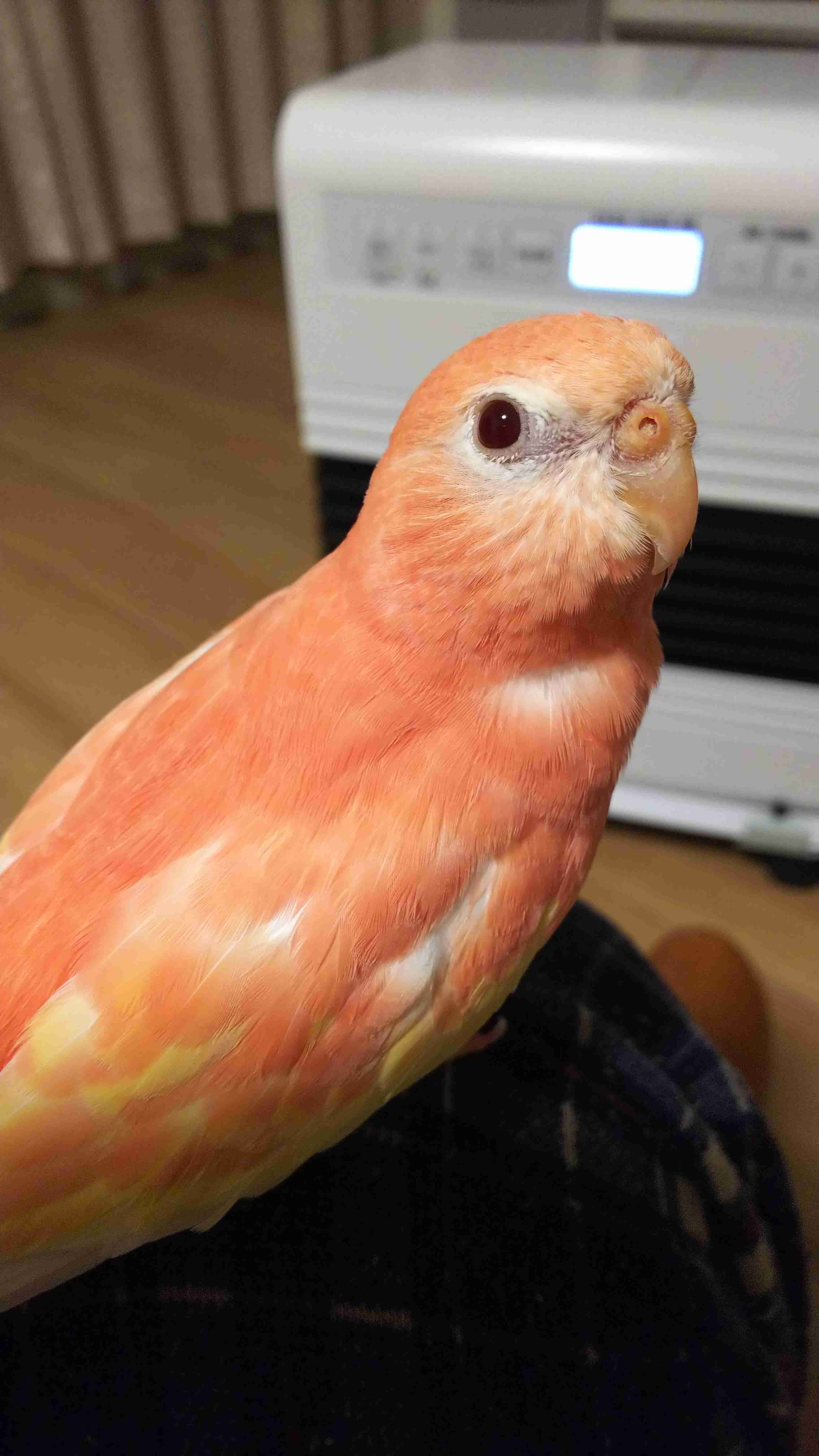 鳥カフェ(⊙ө⊙)倶楽部part6