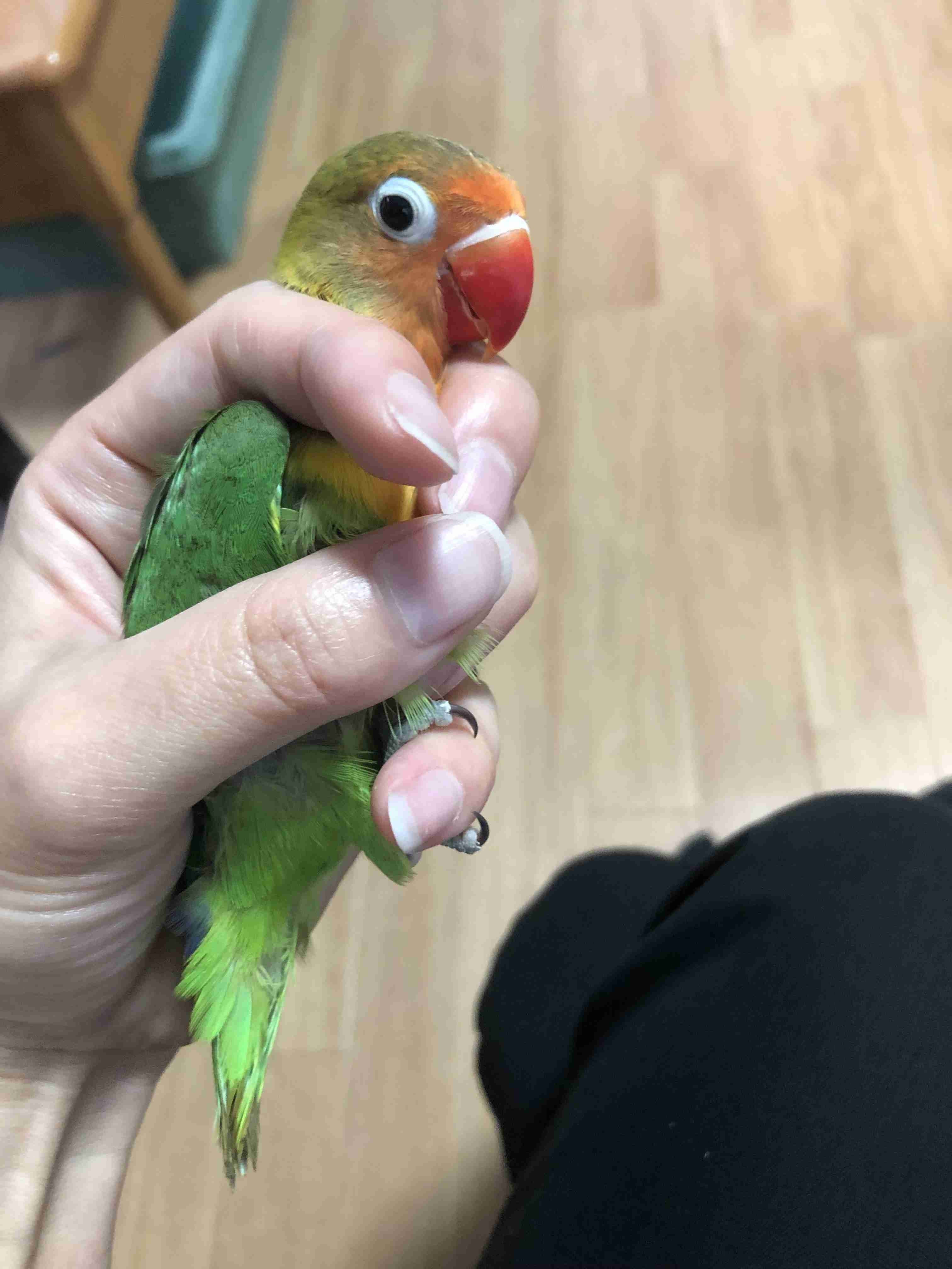 鳥カフェ(⊙ө⊙)倶楽部part6