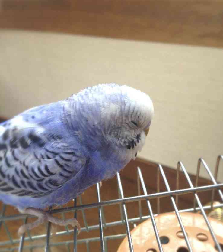 鳥カフェ(⊙ө⊙)倶楽部part6