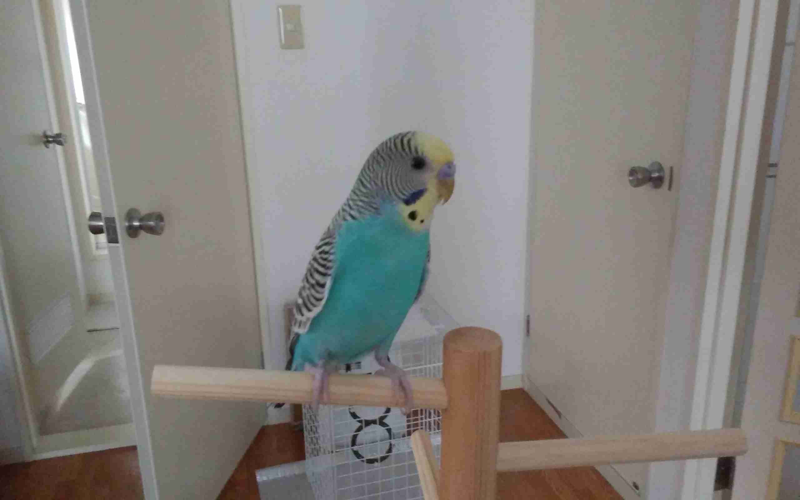 鳥カフェ(⊙ө⊙)倶楽部part6