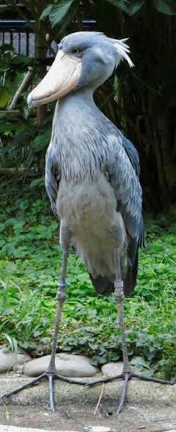 鳥カフェ(⊙ө⊙)倶楽部part6