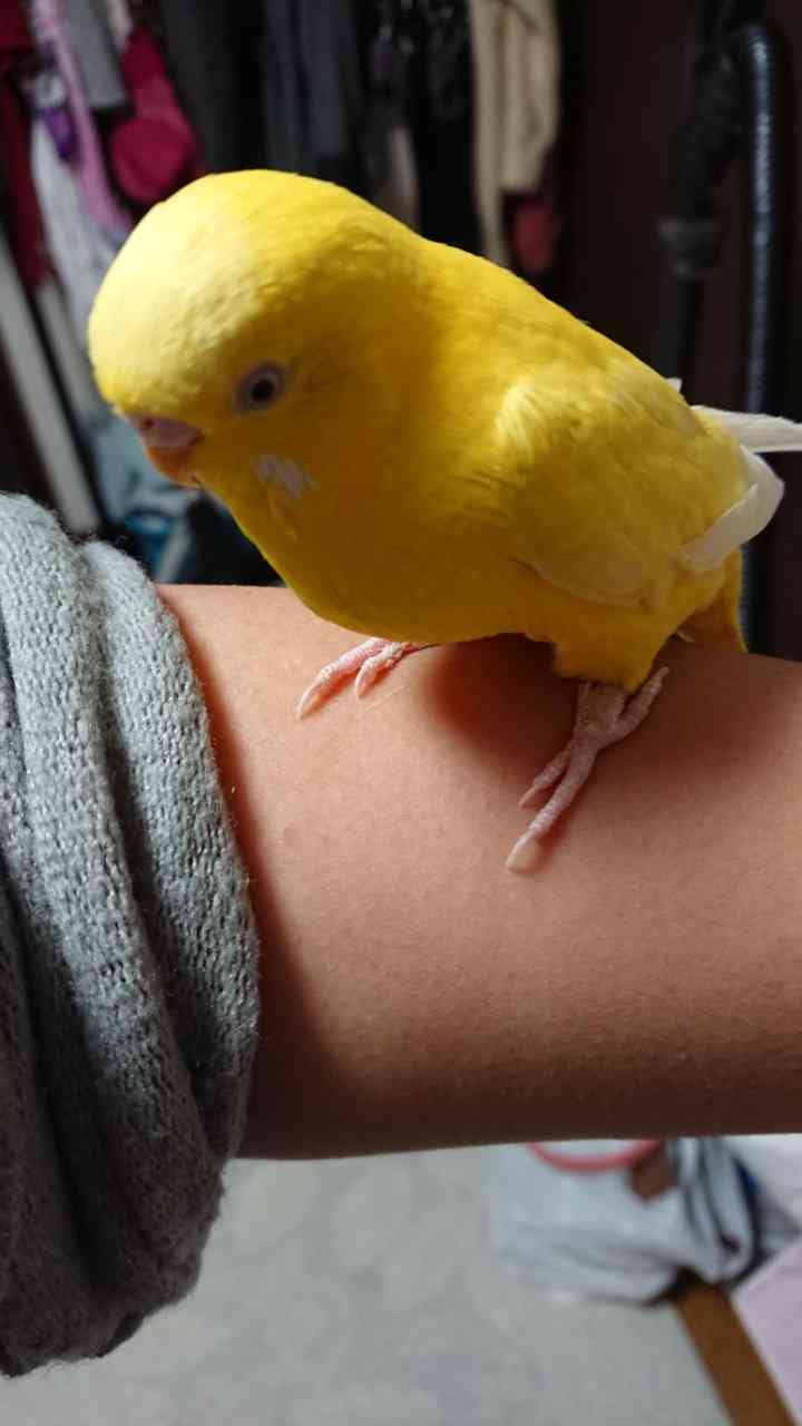 鳥カフェ(⊙ө⊙)倶楽部part6