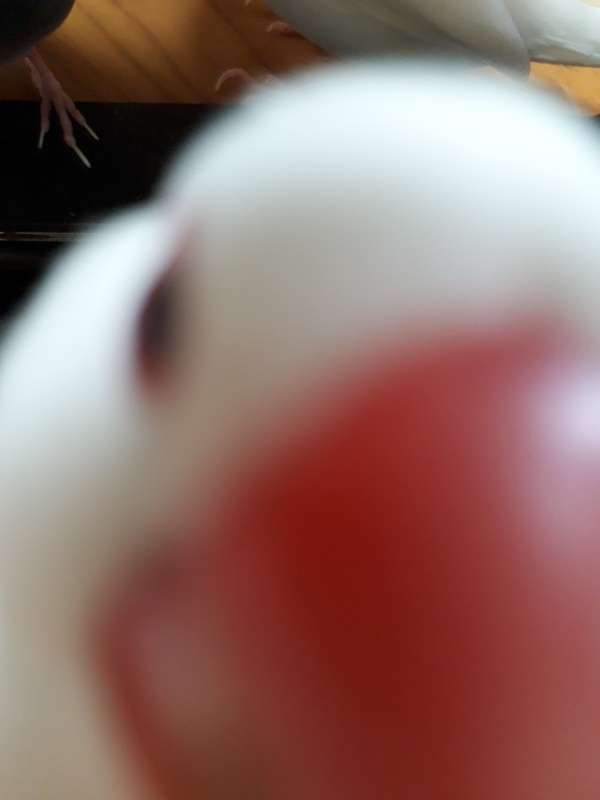 鳥カフェ(⊙ө⊙)倶楽部part6