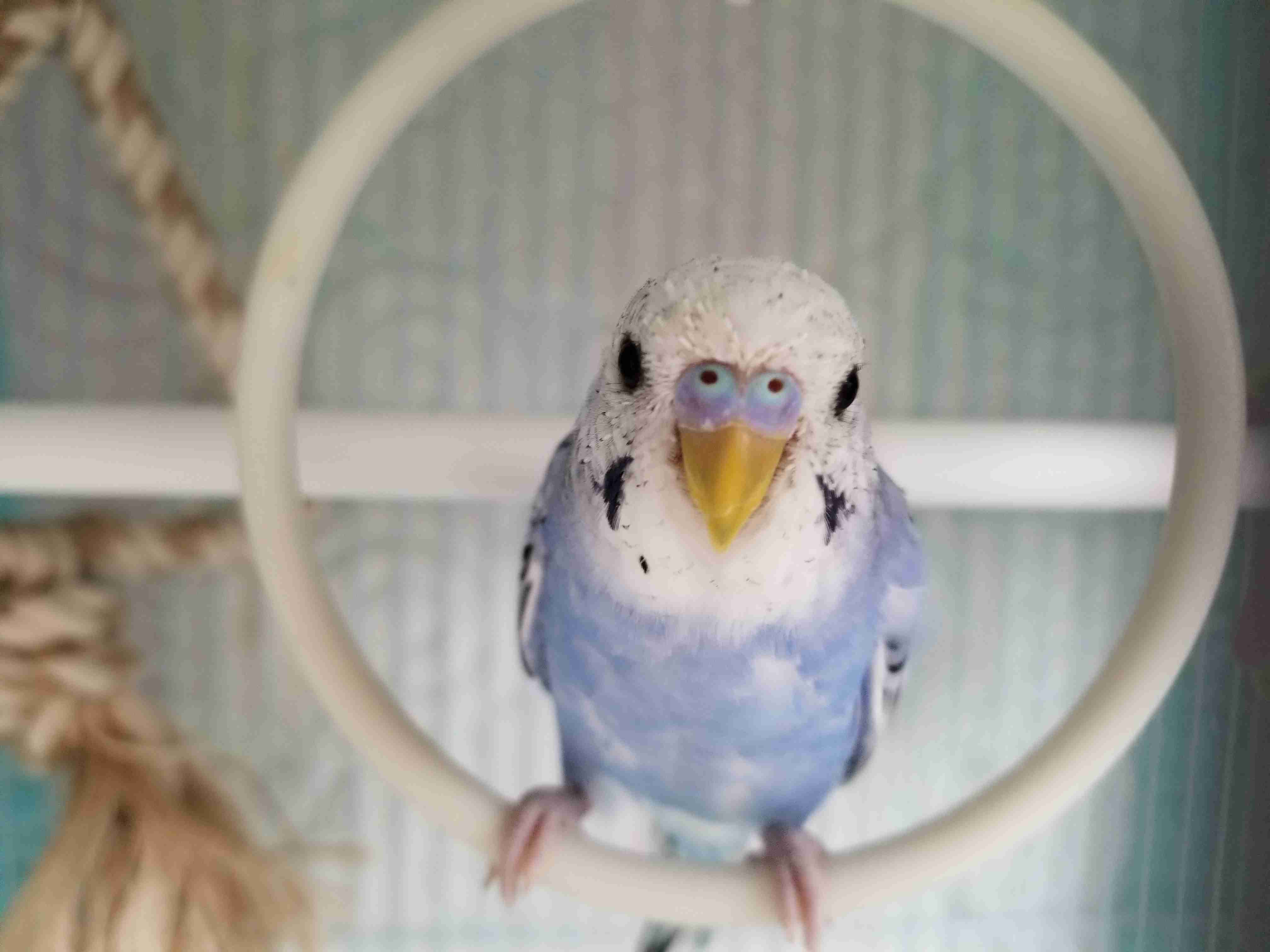 鳥カフェ(⊙ө⊙)倶楽部part6