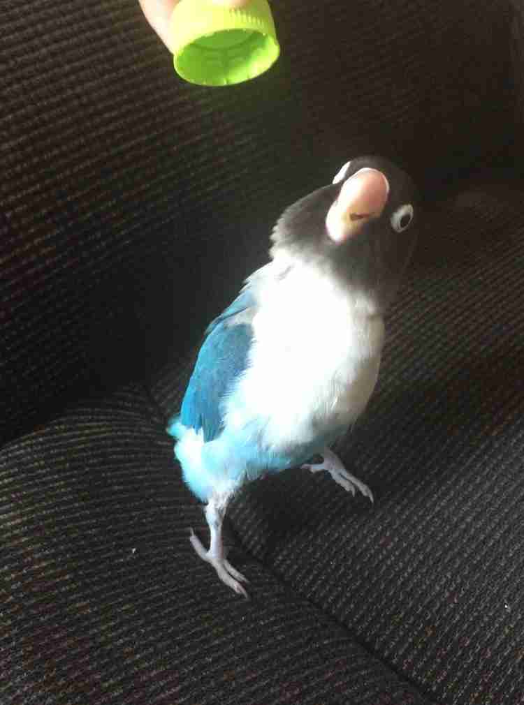 鳥カフェ(⊙ө⊙)倶楽部part6