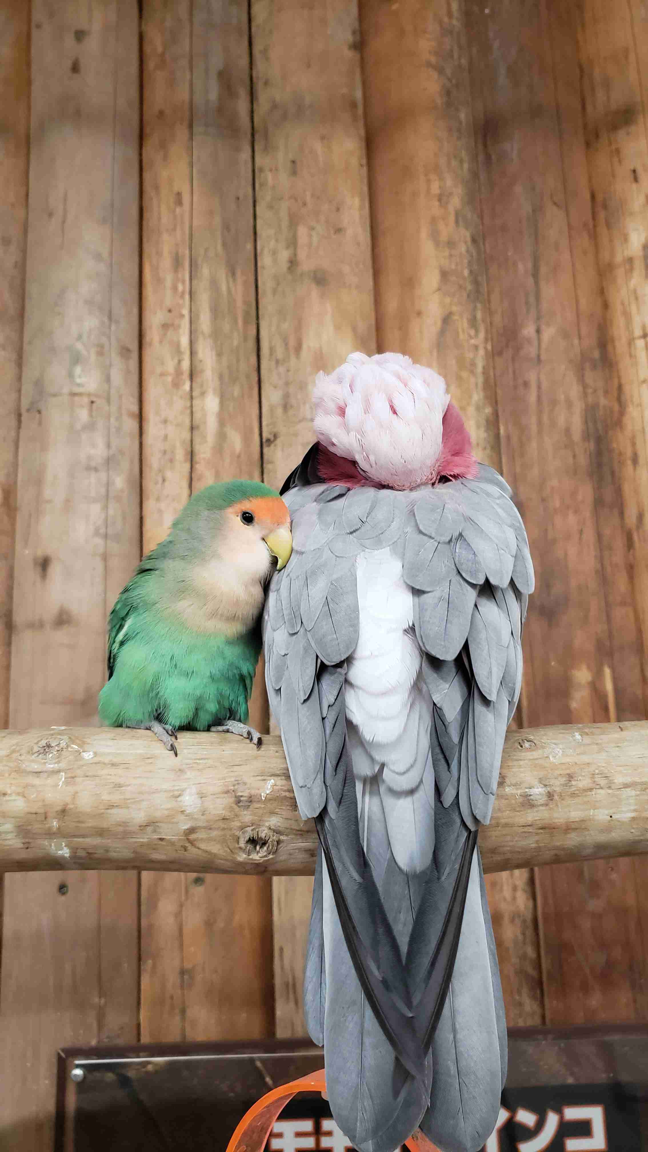 鳥カフェ(⊙ө⊙)倶楽部part6