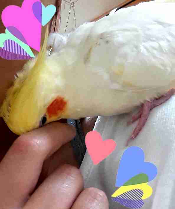 鳥カフェ(⊙ө⊙)倶楽部part6