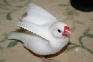 鳥カフェ(⊙ө⊙)倶楽部part6