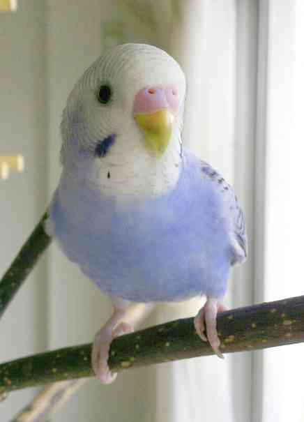 鳥カフェ(⊙ө⊙)倶楽部part6