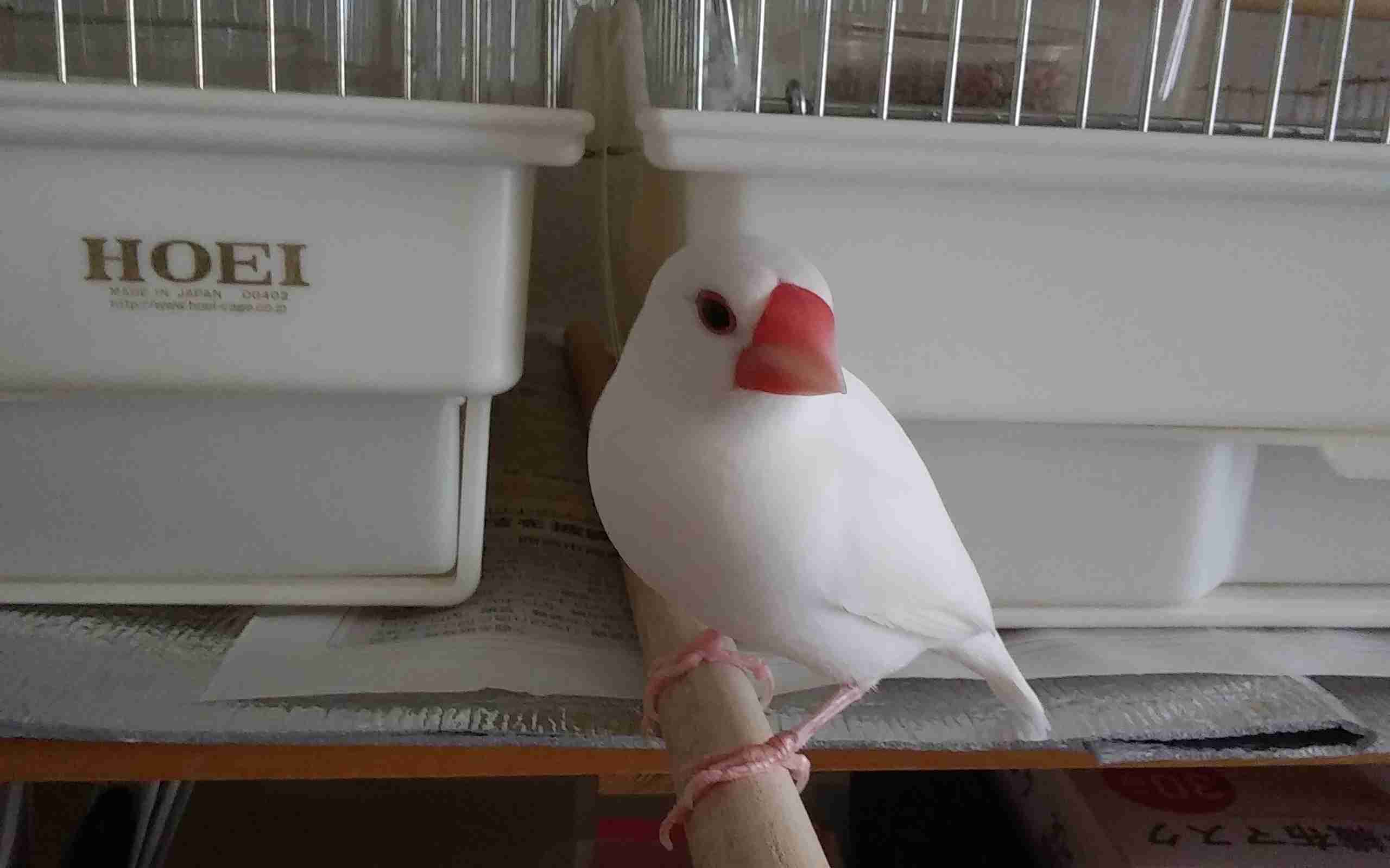 鳥カフェ(⊙ө⊙)倶楽部part6