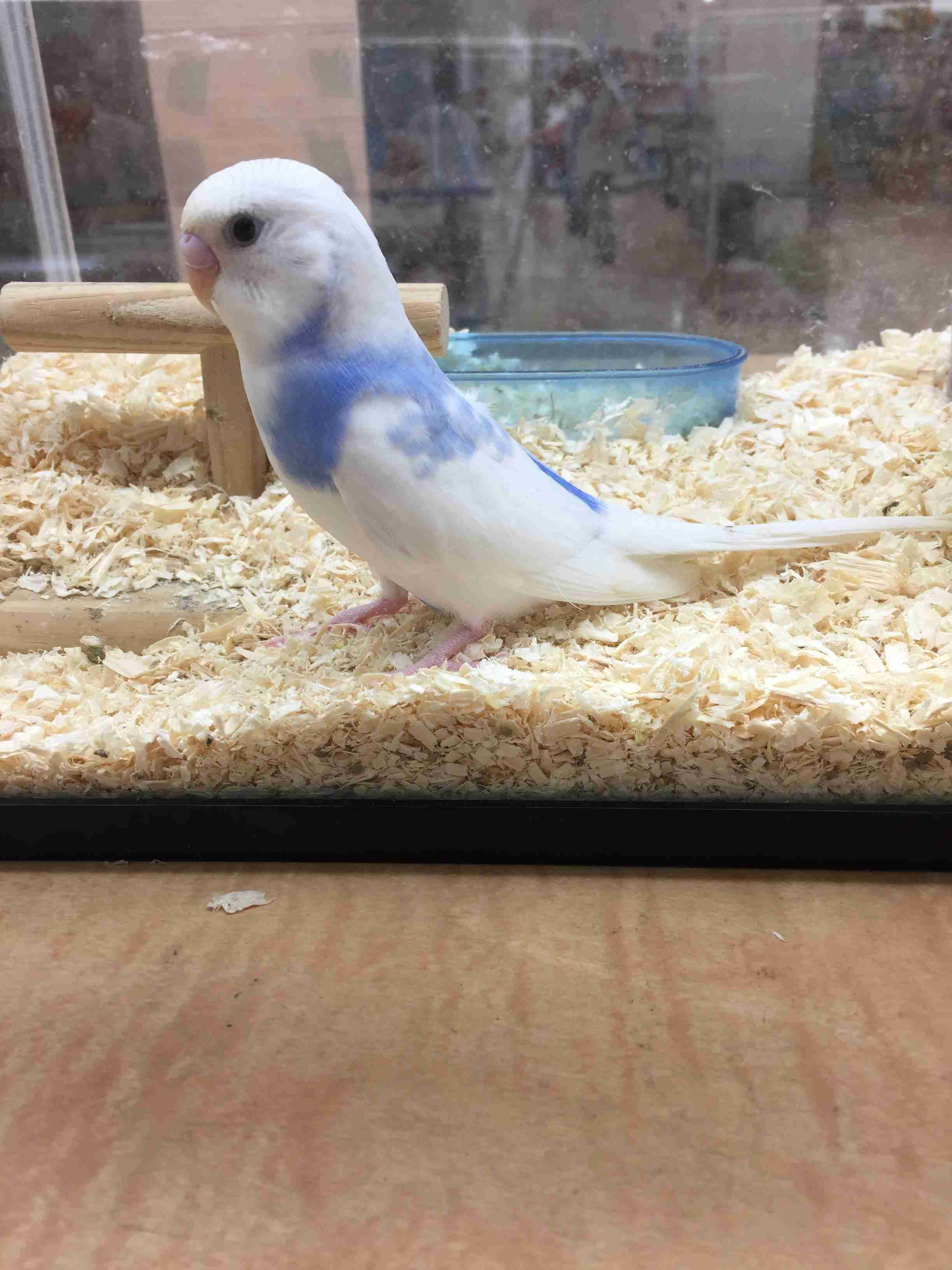 鳥カフェ(⊙ө⊙)倶楽部part6