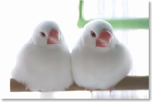 鳥カフェ(⊙ө⊙)倶楽部part6