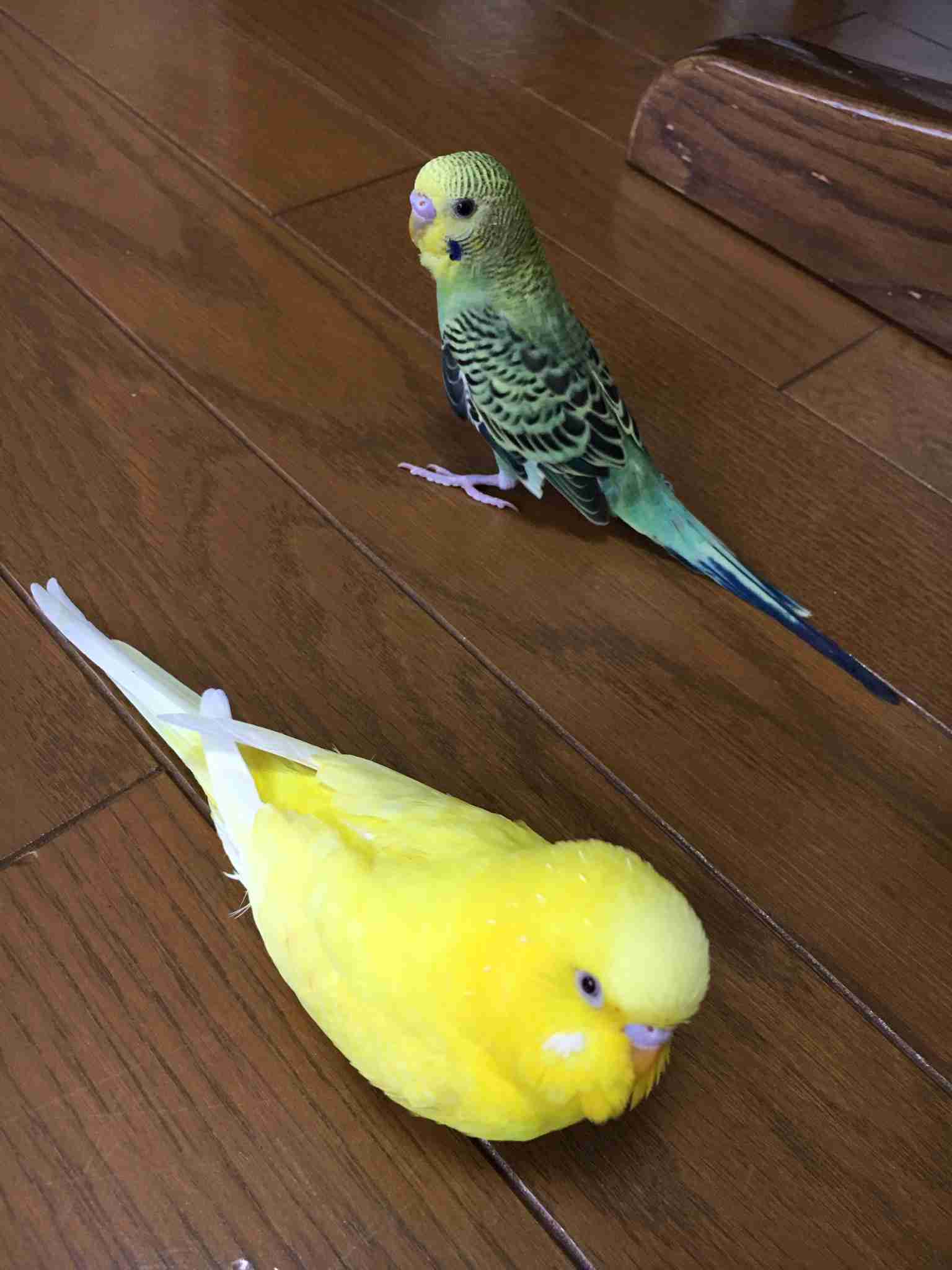 鳥カフェ(⊙ө⊙)倶楽部part6