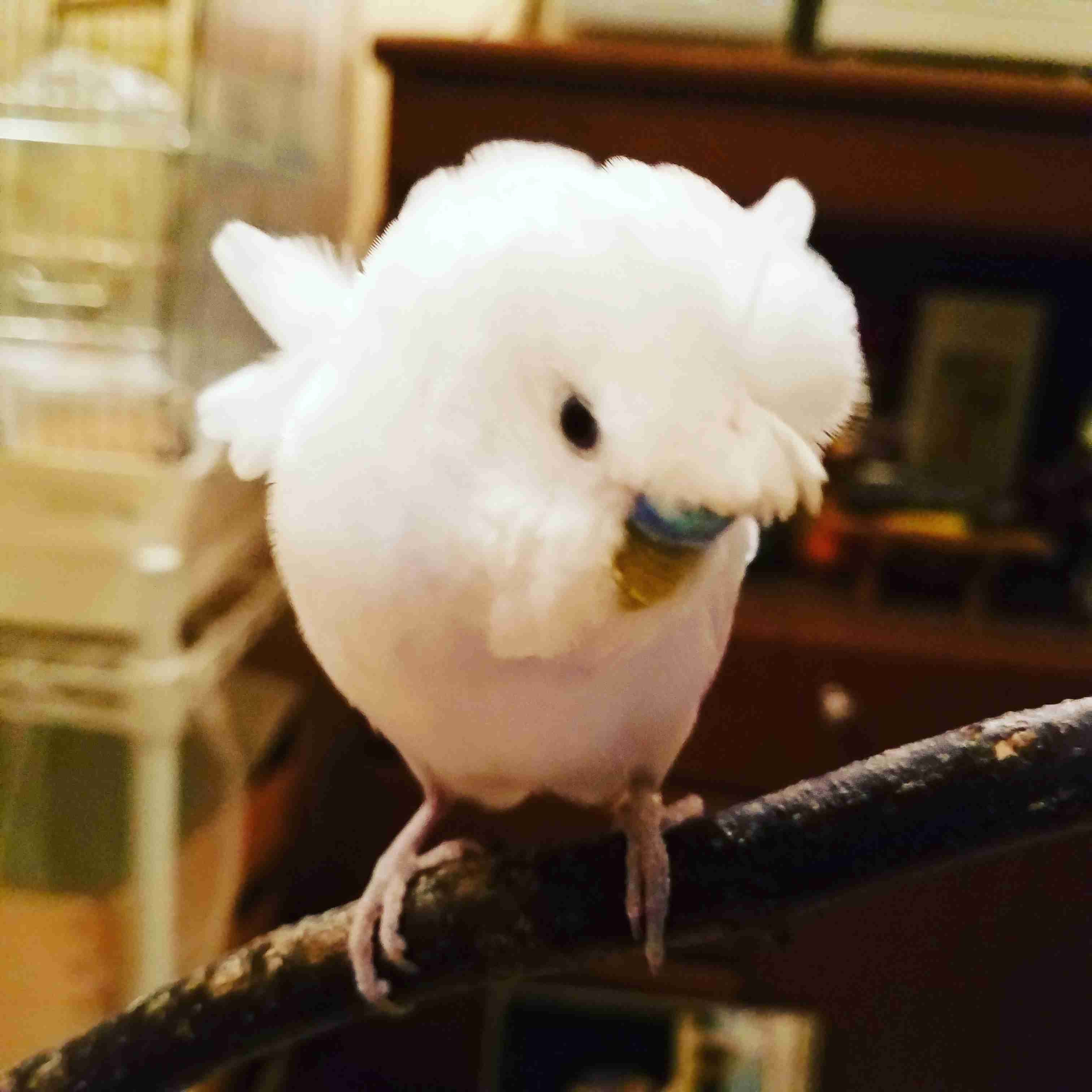 鳥カフェ(⊙ө⊙)倶楽部part6