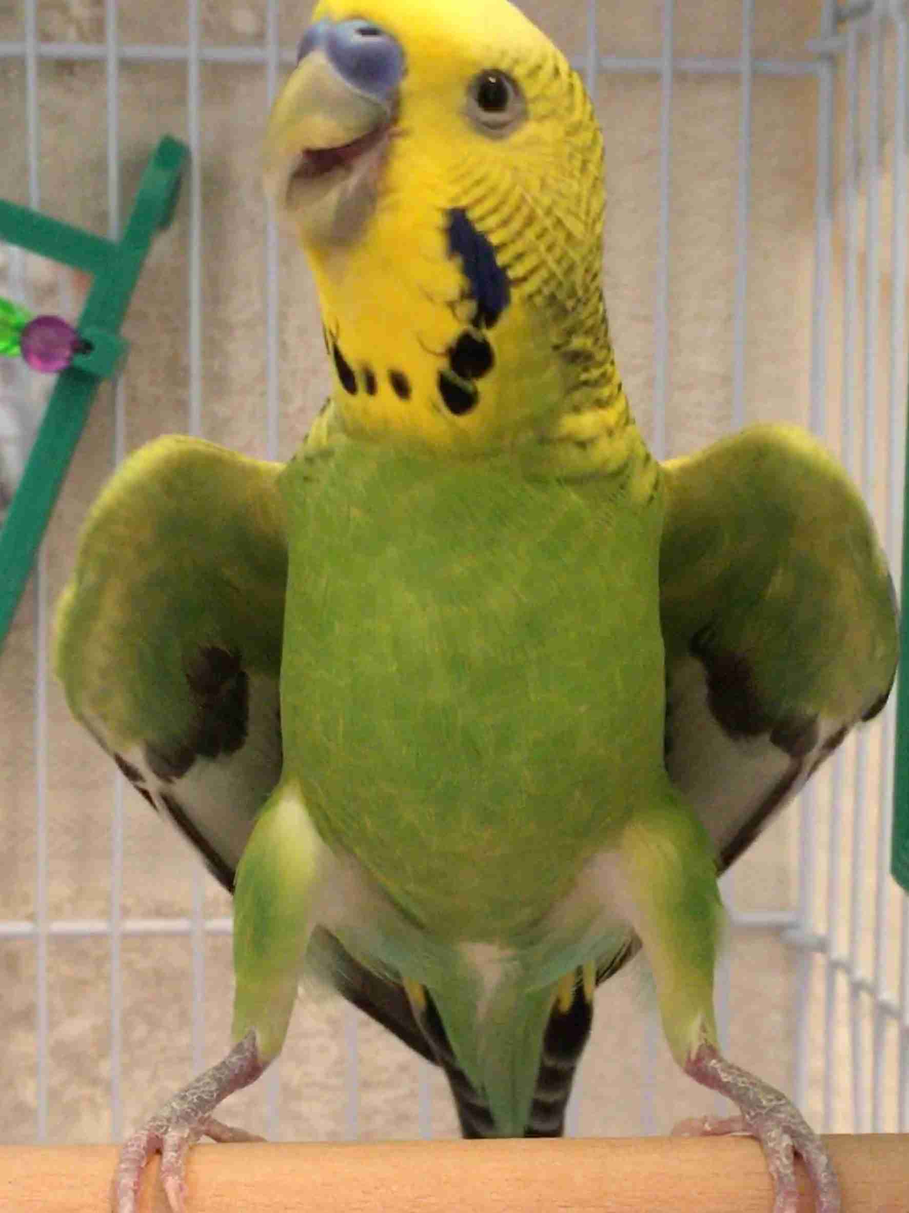 鳥カフェ(⊙ө⊙)倶楽部part6