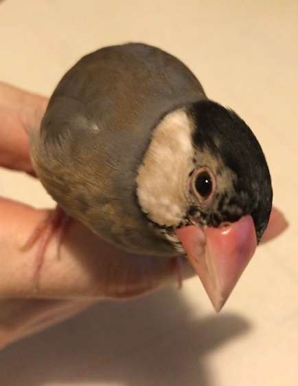 鳥カフェ(⊙ө⊙)倶楽部part6