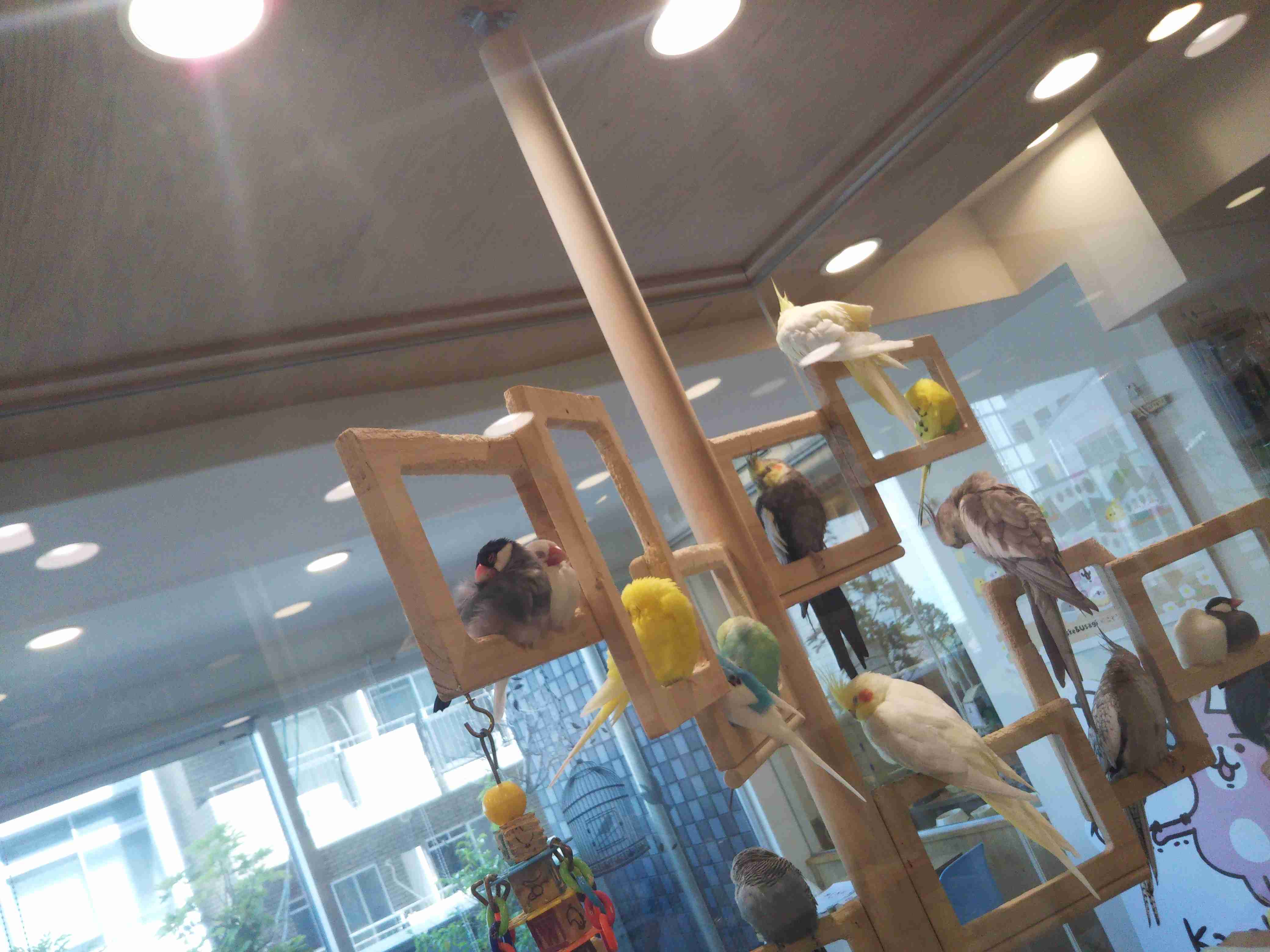 鳥カフェ(⊙ө⊙)倶楽部part6