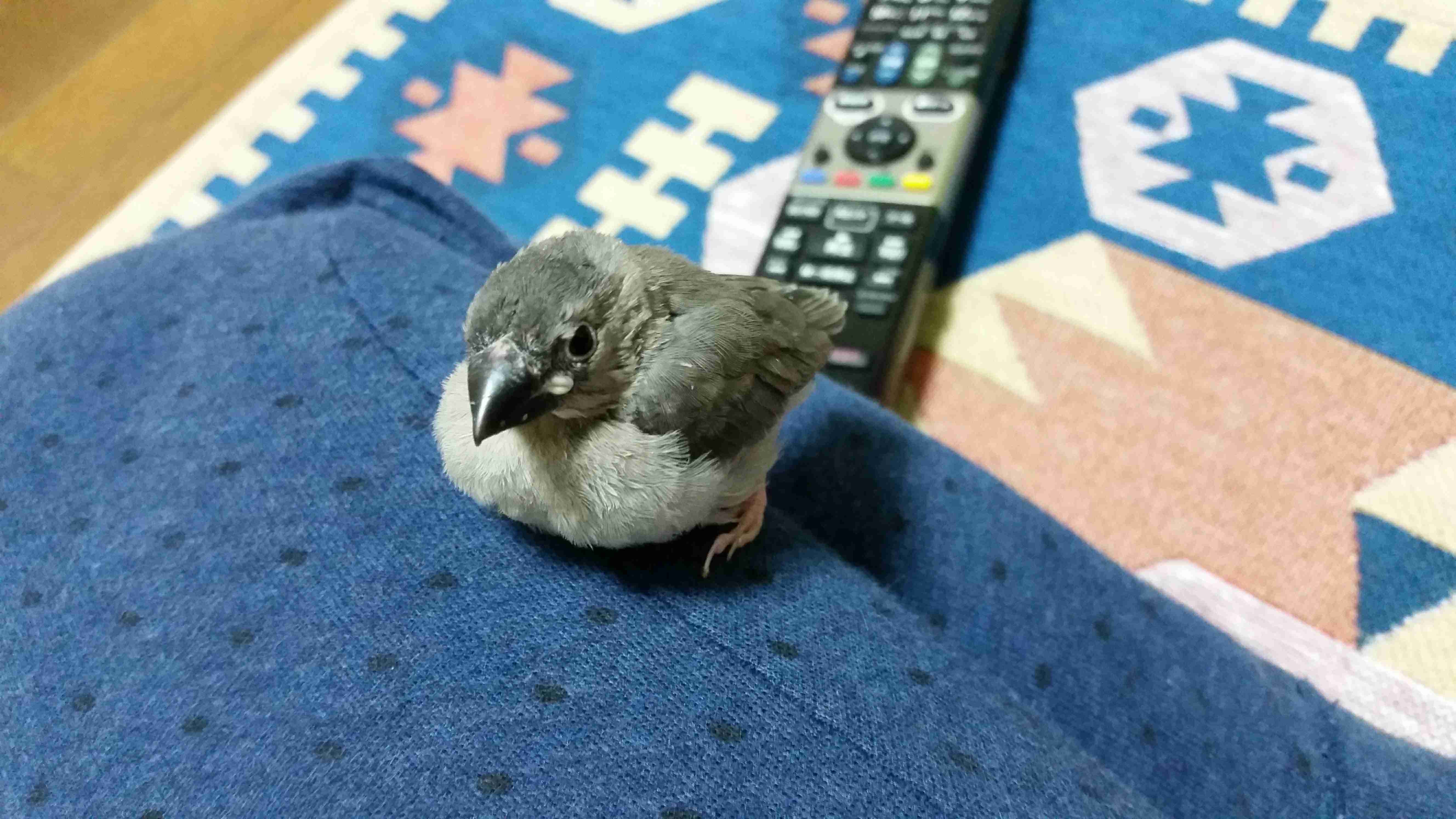 鳥カフェ(⊙ө⊙)倶楽部part6