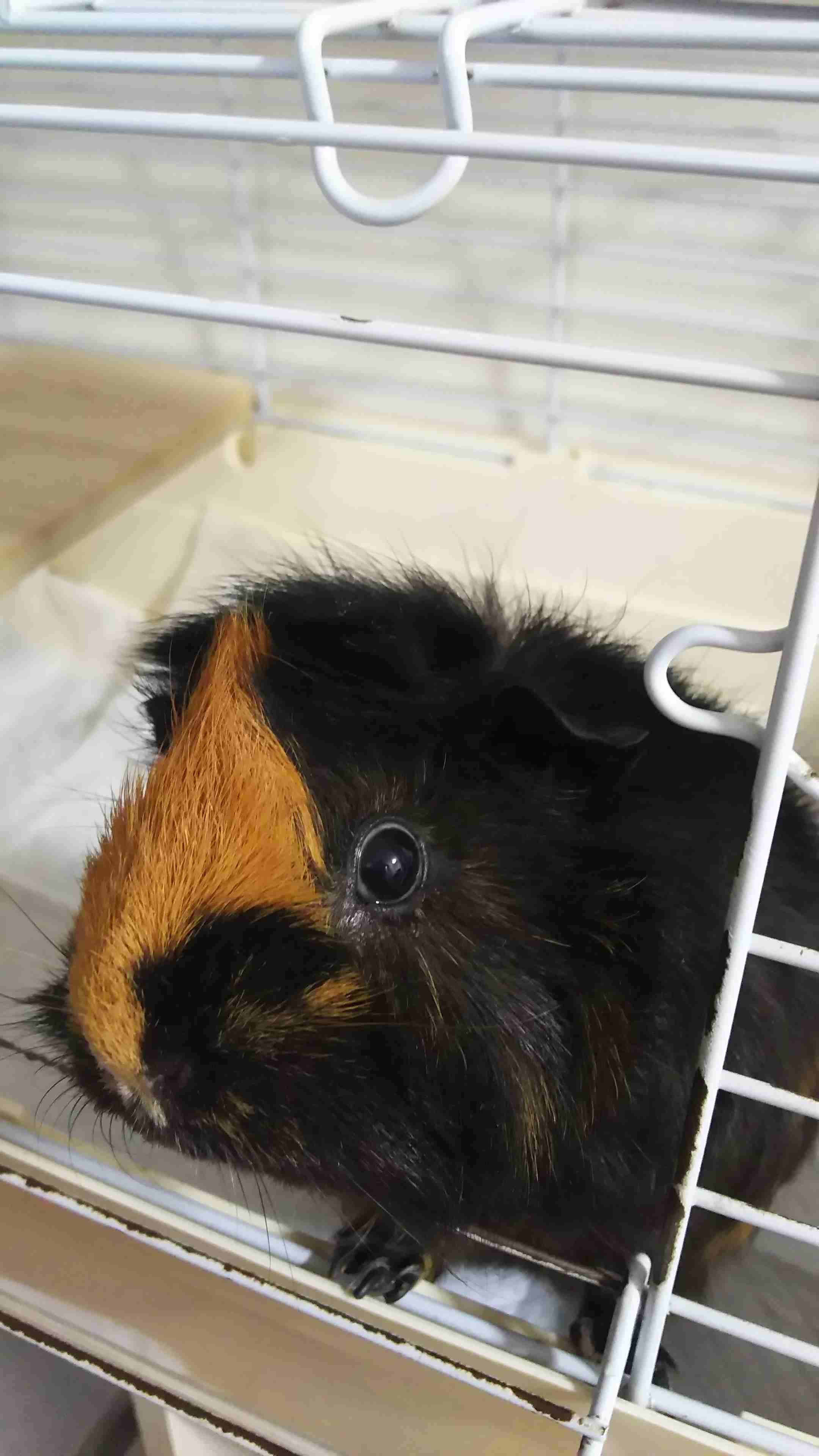 【癒し】モルモットを語りたい！！