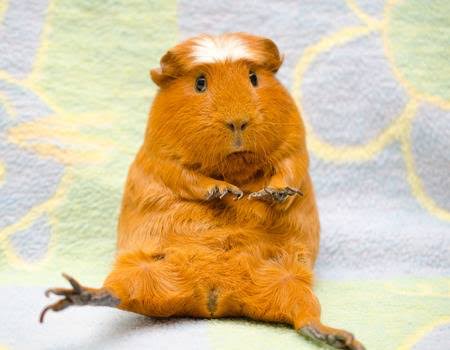 【癒し】モルモットを語りたい！！