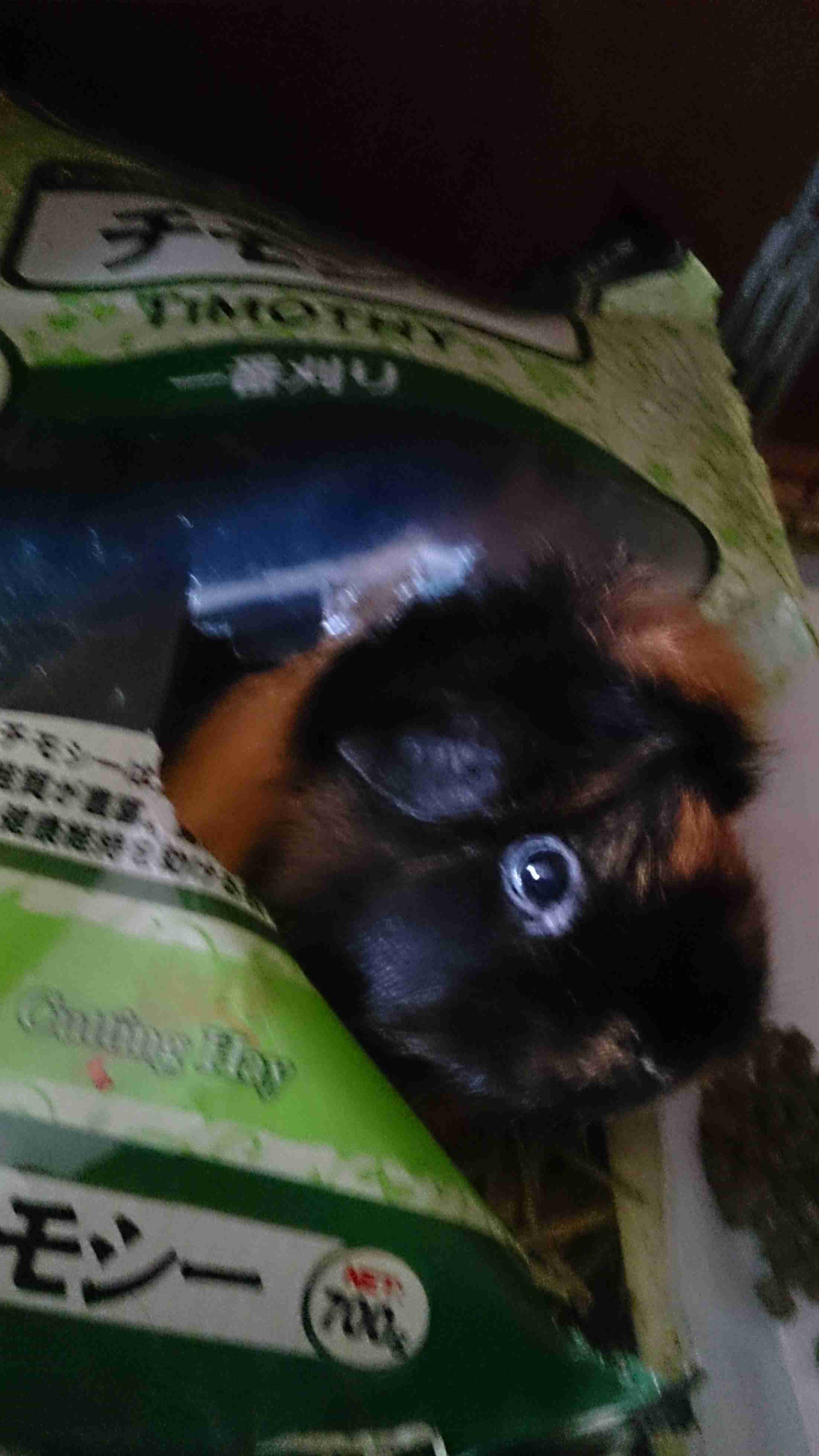 【癒し】モルモットを語りたい！！