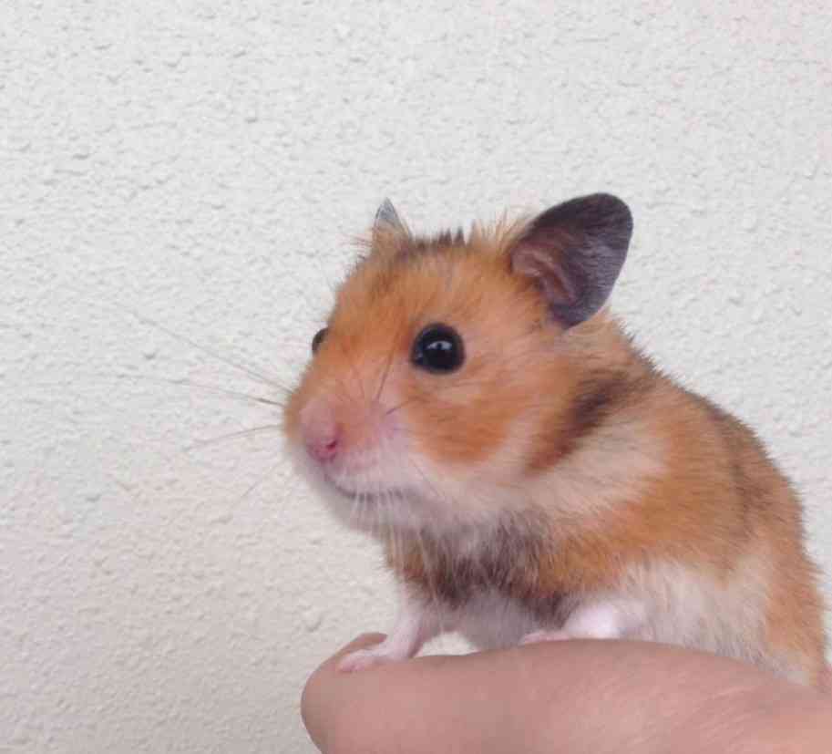 芸能人の飼ってるペット達集合!!