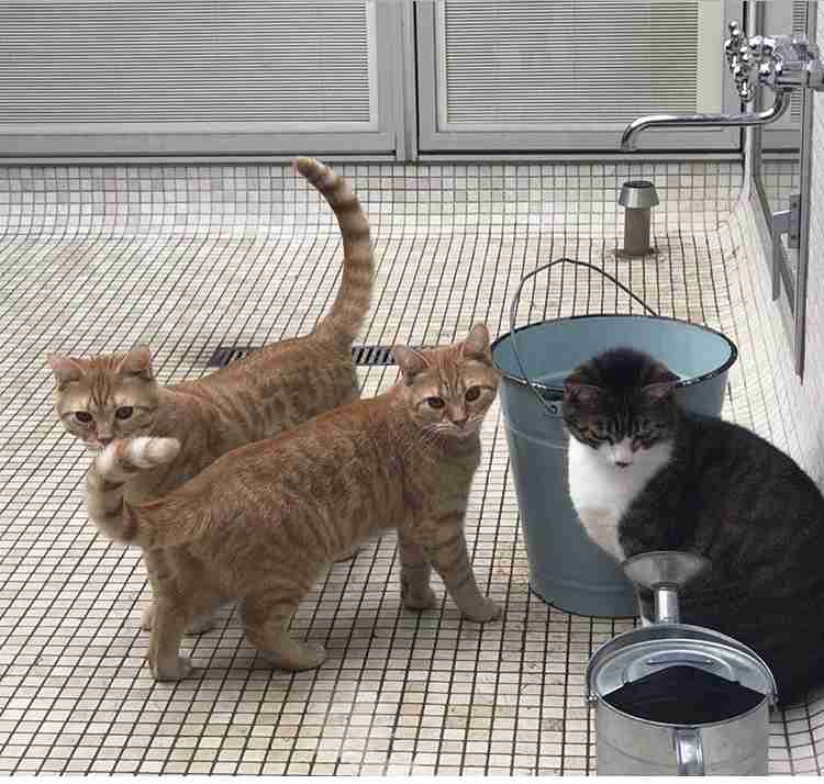 芸能人の飼ってるペット達集合!!