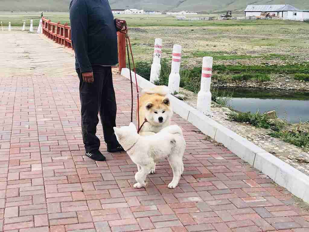 芸能人の飼ってるペット達集合!!