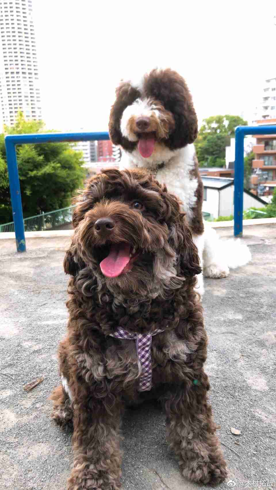 芸能人の飼ってるペット達集合!!