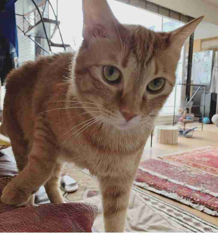 芸能人の飼ってるペット達集合!!