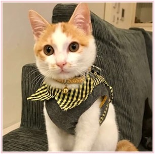 芸能人の飼ってるペット達集合!!