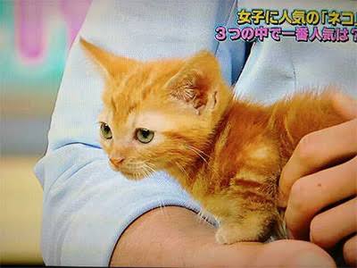 芸能人の飼ってるペット達集合!!