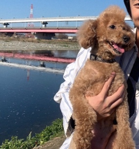 芸能人の飼ってるペット達集合!!