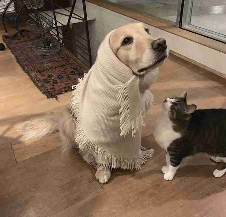 芸能人の飼ってるペット達集合!!