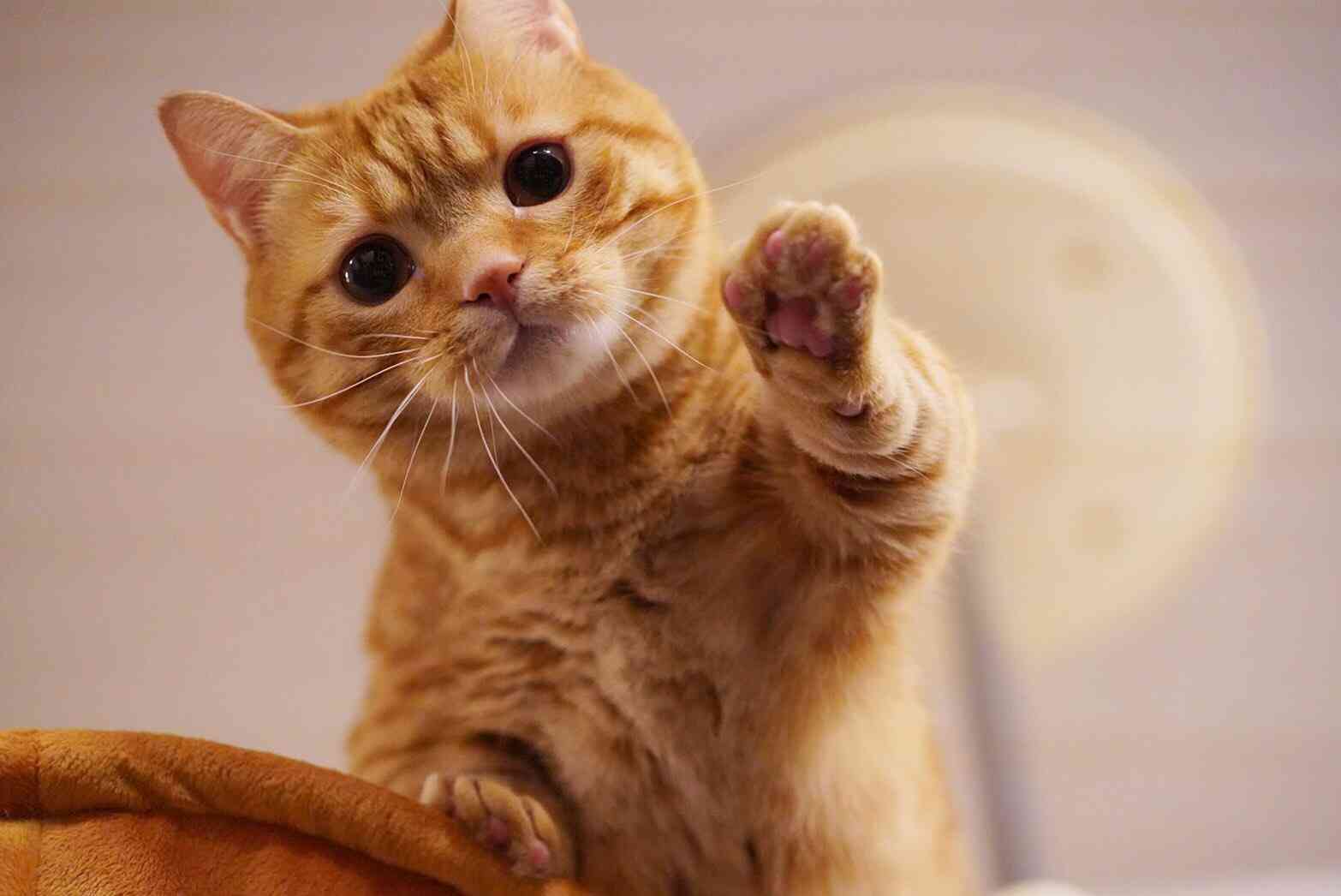 芸能人の飼ってるペット達集合!!