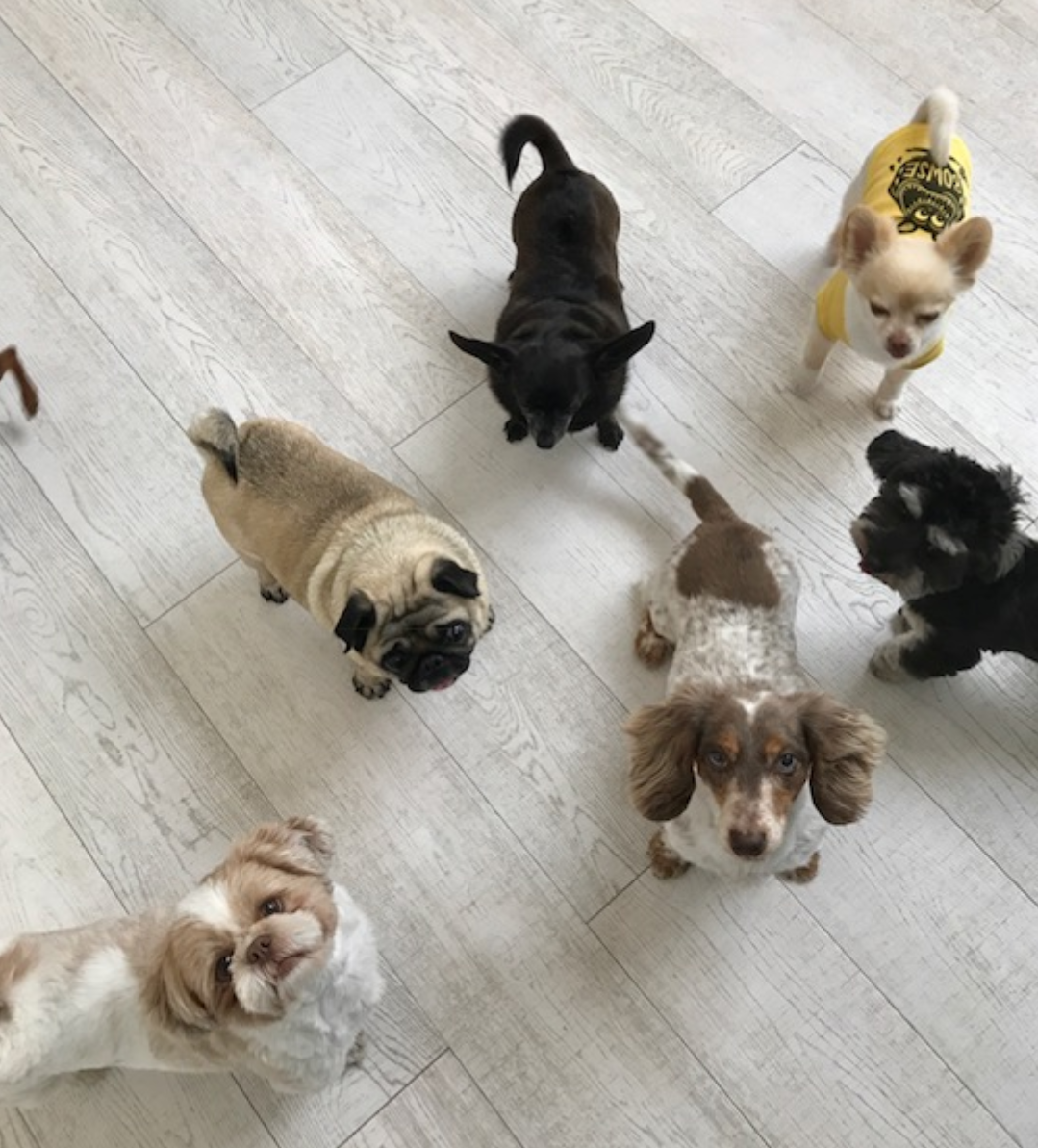 芸能人の飼ってるペット達集合!!