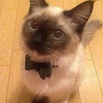 芸能人の飼ってるペット達集合!!