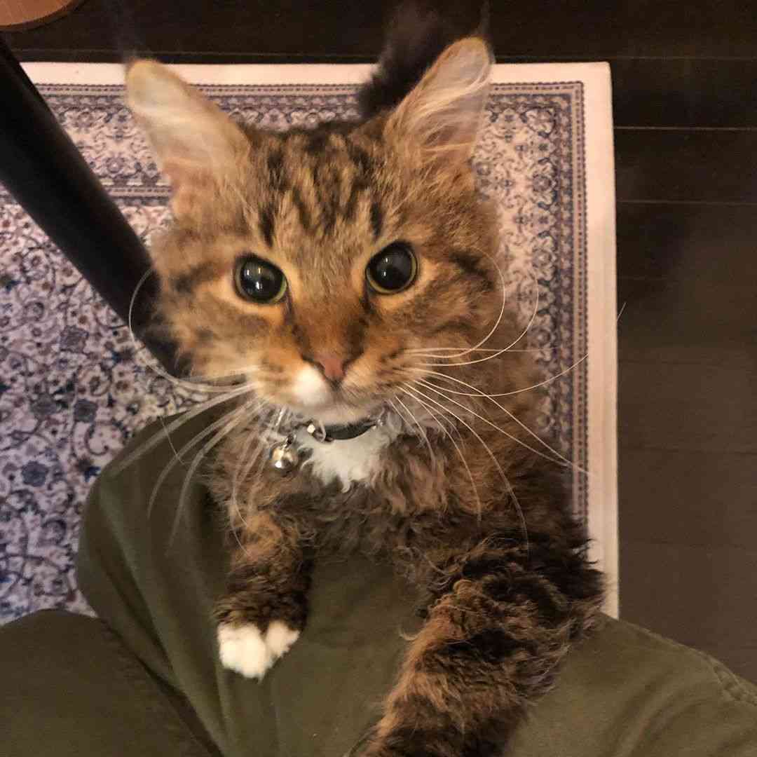 芸能人の飼ってるペット達集合!!