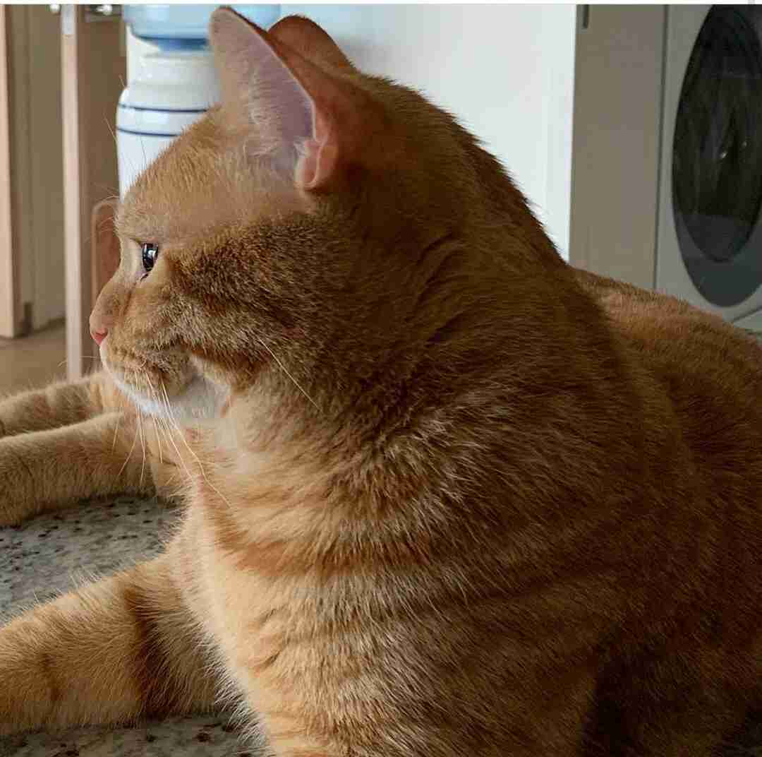 芸能人の飼ってるペット達集合!!