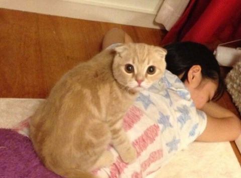 芸能人の飼ってるペット達集合!!