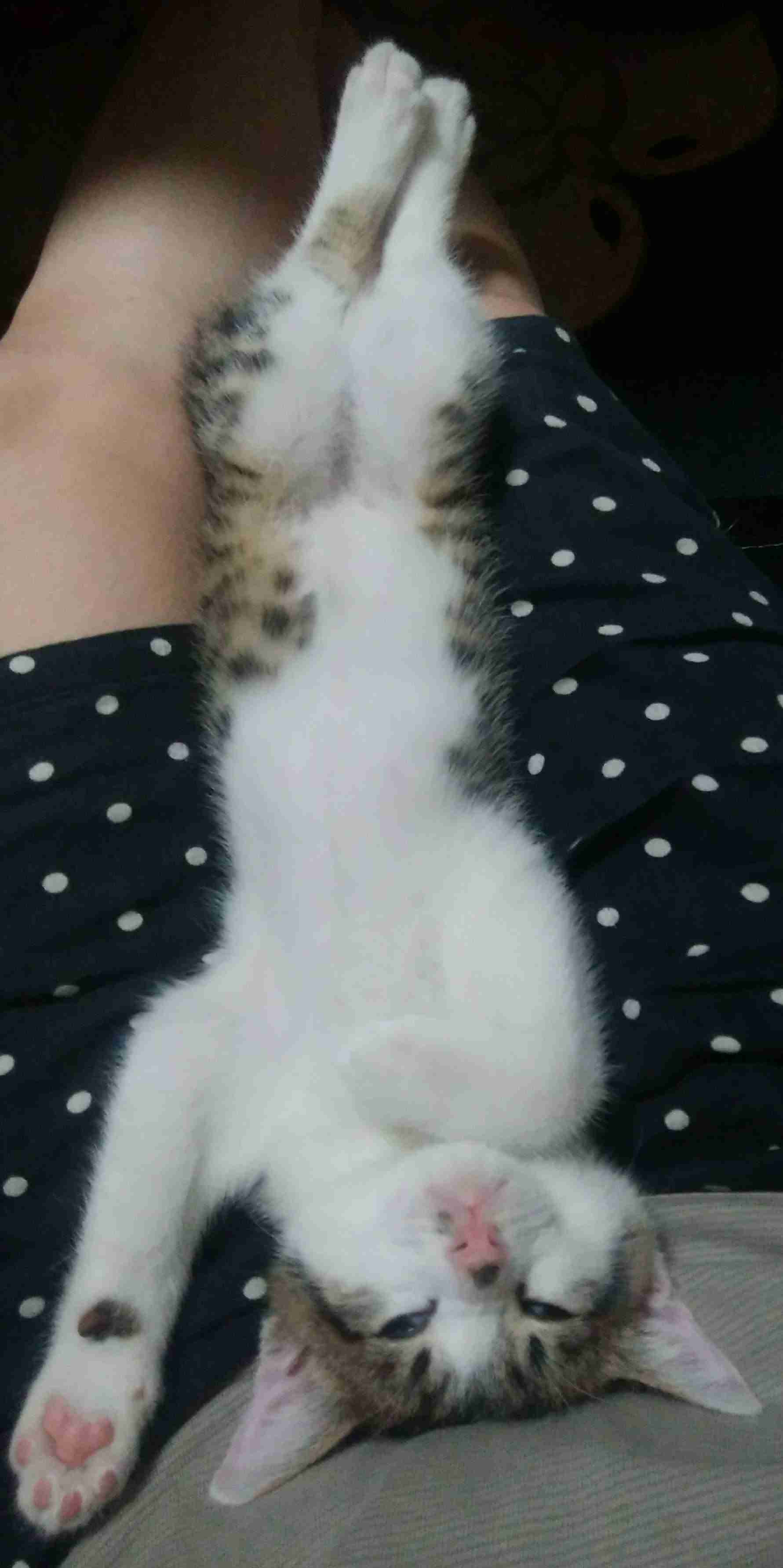飼い主も笑いをこらえながら撮影、残念すぎる寝顔の猫が話題に
