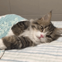 飼い主も笑いをこらえながら撮影、残念すぎる寝顔の猫が話題に