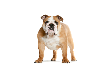 犬が嫌いな人にしか分からないことPart3