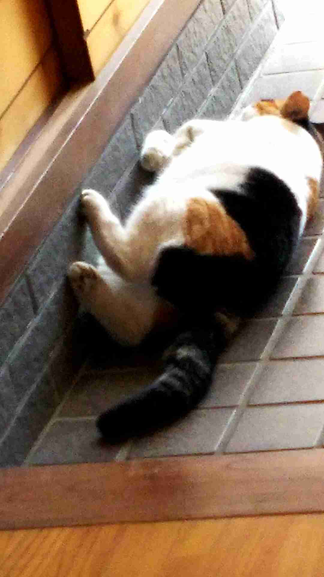 お家の一部を身バレしないように載せてみようPart２
