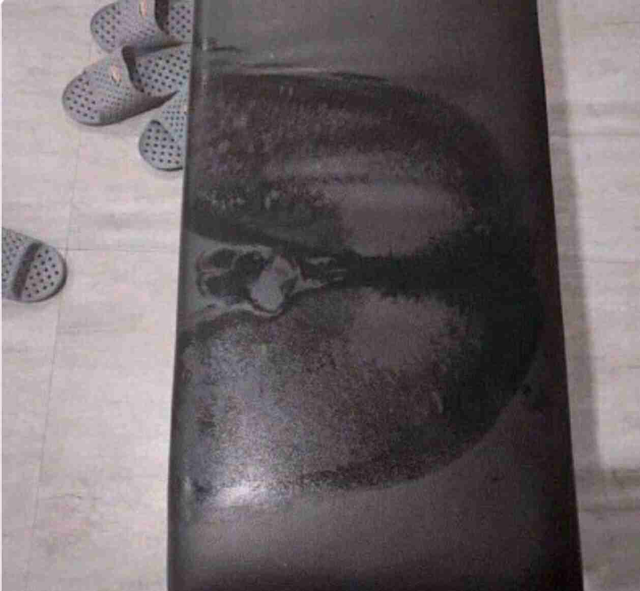 二度見どころか三度見したくなる画像やGIFが集まるトピ