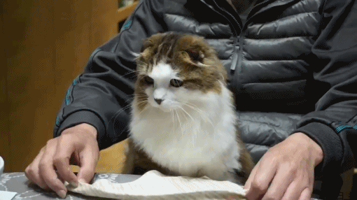 二度見どころか三度見したくなる画像やGIFが集まるトピ
